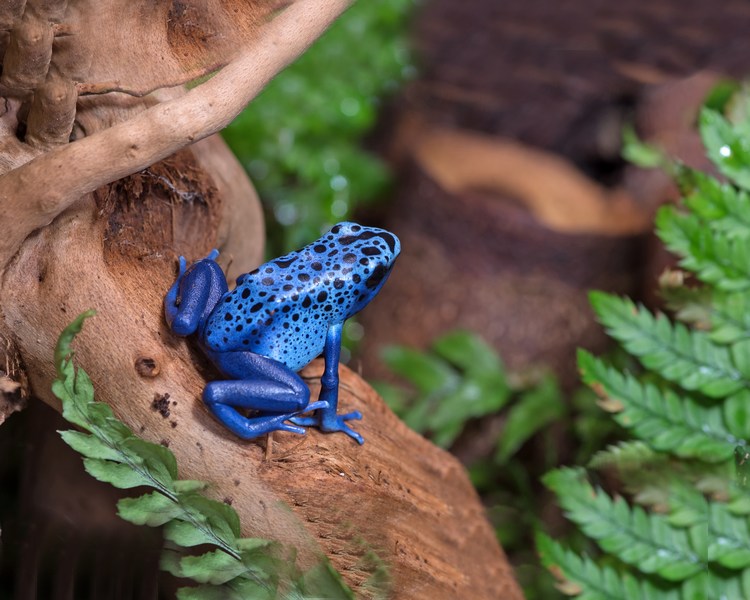 Blue Azureus Poison Dart Frog ~ 1-2cm